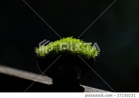 Glowing moss 37150231