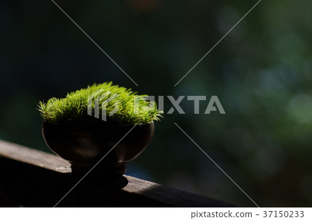 發光的苔蘚 37150233