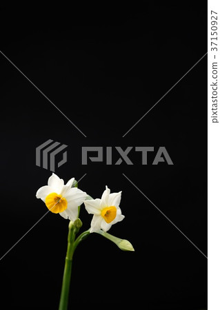 Narcissus flower 37150927