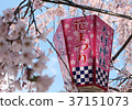 Omura Shrine cherry blossoms and lanterns 37151073