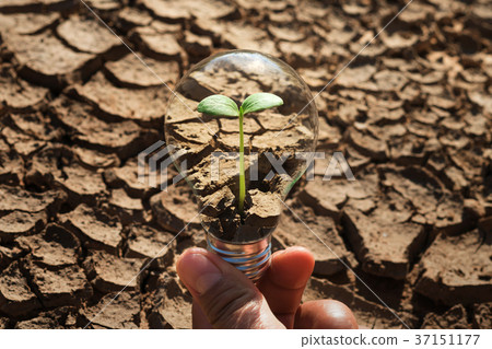 hand holding light bulb with young green plant  37151177