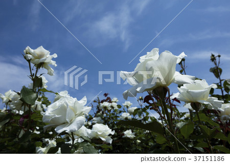 White Rose Flower 37151186