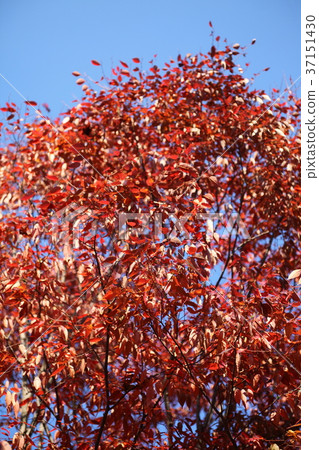 Autumn leaves of Zelkova park 37151430
