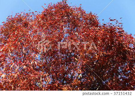 Autumn leaves of Zelkova park 37151432