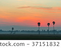 Sunrise in the rice field with Sugar palm trees. 37151832