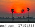 Sunrise in the rice field with Sugar palm trees. 37151833