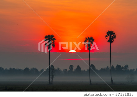 Sunrise in the rice field with Sugar palm trees. 37151833
