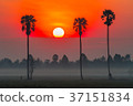 Sunrise in the rice field with Sugar palm trees. 37151834