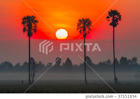 Sunrise in the rice field with Sugar palm trees. 37151834