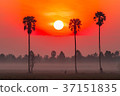 Sunrise in the rice field with Sugar palm trees. 37151835