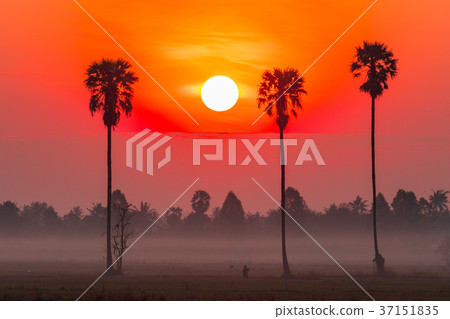 Sunrise in the rice field with Sugar palm trees. 37151835