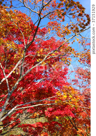 兒童的國家是8歲 兒童的國家是8歲 37151929