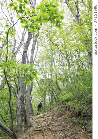 Tsurumori Promenade 37151996