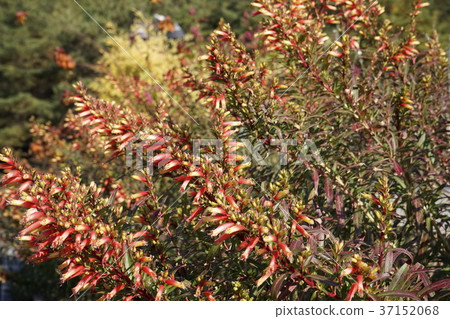 Otedade麻袋狀花 Otedade麻袋狀花 37152068