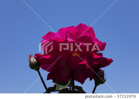 紅玫瑰花 37152079