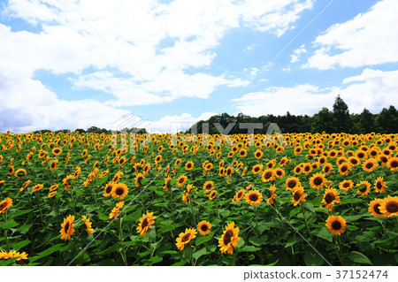 Sunflower field 5868 37152474