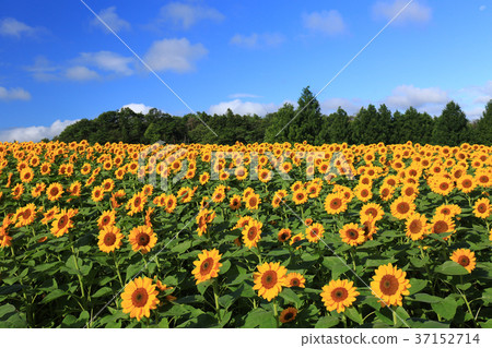 Sunflower field 5499 Sunflower field 5499 37152714