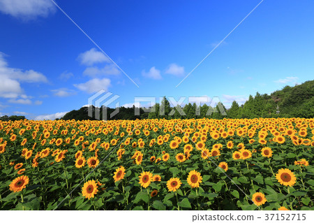 Sunflower field 5502 37152715