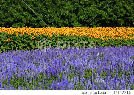 Sunflower field 5509 37152716