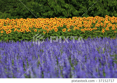 Sunflower field 5512 37152717