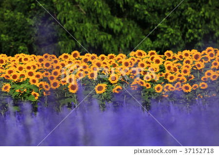 Sunflower field 5515 37152718