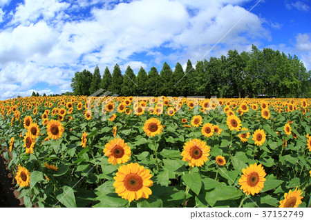 Sunflower field 5689 37152749