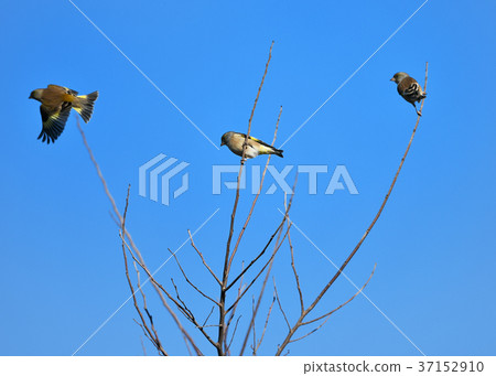 Flock of kawara swamp Flock of kawara swamp 37152910