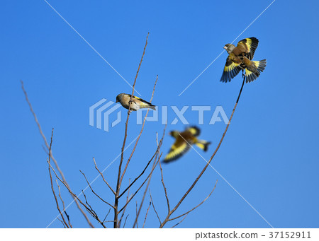 Flock of kawara swamp 37152911
