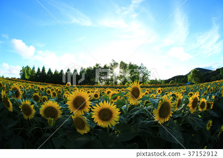 Sunflower field 5285- Sunflower field 5285- 37152912