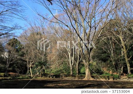Tokyo Machida City Sasagaya Park Tokyo Machida City Sasagaya Park 37153004