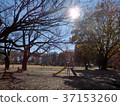 Evening park 37153260