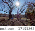 Evening park 37153262