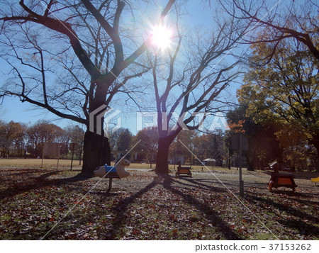 Evening park Evening park 37153262