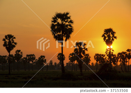 Sugar Palm Tree and greenery rice fields 37153508