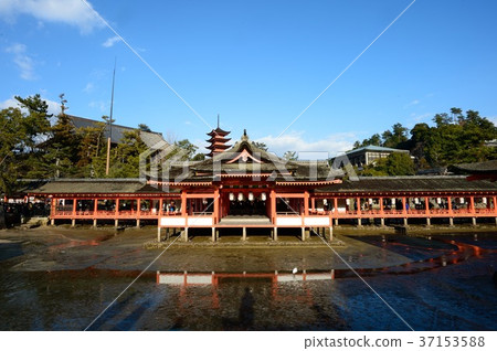 Miyajima Itsukushima shr Miyajima Itsukushima shr 37153588