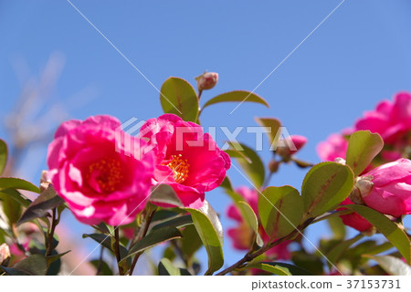 黑暗的桃紅色猩紅色藍天背景a 37153731