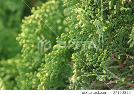 針葉 植物 特寫 針葉 植物 特寫 37153833