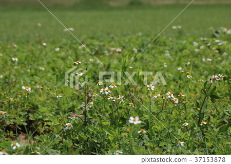 鬼針草 草地 37153878