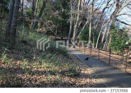 東京町田市Sasagaya公園 東京町田市Sasagaya公園 37153986