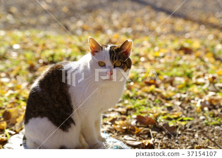 發光在後照的貓等高和落的葉子 37154107