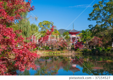 Kyoto Ohakuji Osawa Pond Autumn leaves 37154527