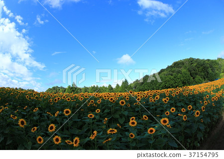Sunflower field 5474 Sunflower field 5474 37154795