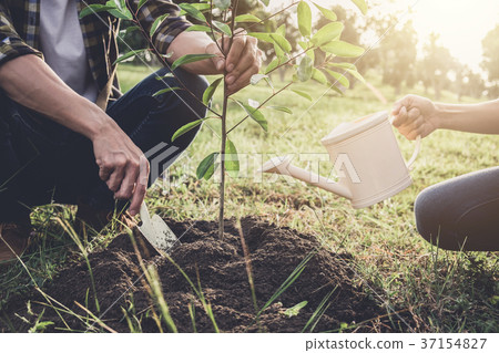 Young couple planting the tree while Watering a tree working in 37154827