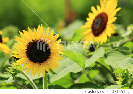 Sunflower 5829 Sunflower 5829 37155102