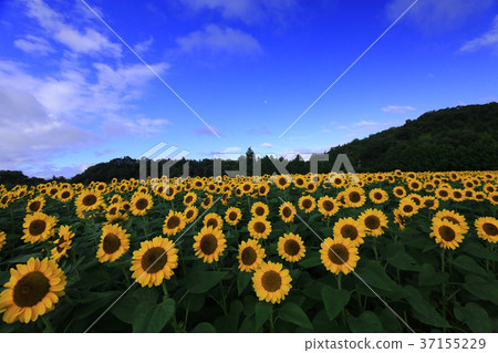 Sunflower field 5420- Sunflower field 5420- 37155229