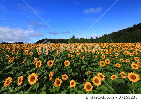 Sunflower field 5444 Sunflower field 5444 37155233