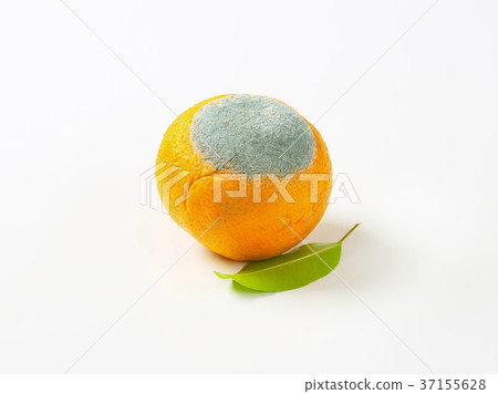 one rotten orange one rotten orange 37155628