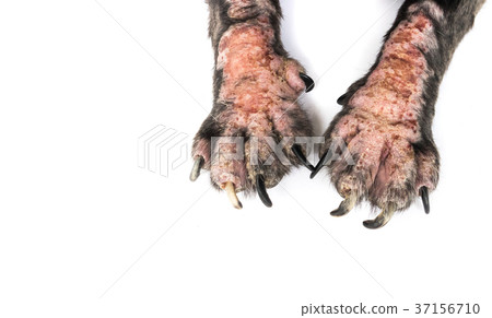 Closeup legs of dog sick leprosy skin problem Closeup legs of dog sick leprosy skin problem 37156710