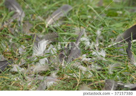 Many feathers lie in the meadow 37157380