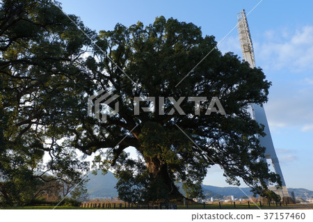 藤崎站的樟樹組 37157460